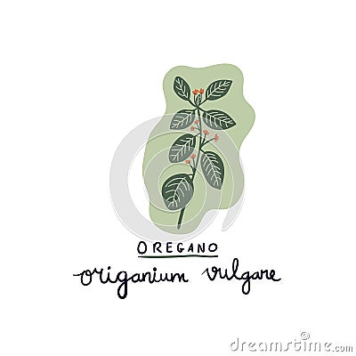 hand drawn herb oregano vector illustration. Vector Illustration
