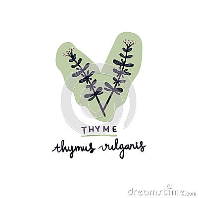 hand drawn herb thyme vector illustration. Vector Illustration