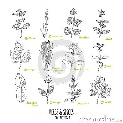 Hand drawn herbs and spices collection. Outline style seasonings Vector Illustration