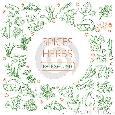 Hand drawn herbs and spices vector healthy natural plants background Vector Illustration