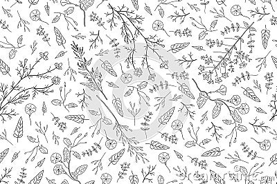 Hand drawn herbs, wild flowers, leaves on white background. Vector Illustration