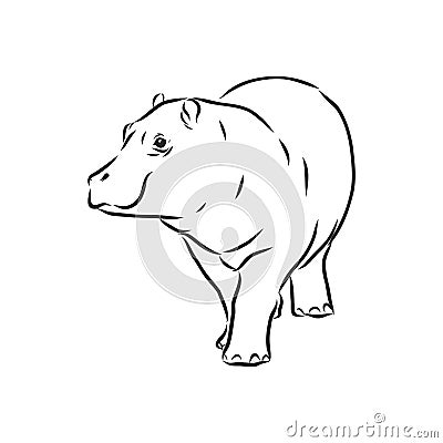 Hand drawn hippo hippopotamus . Sketch, vector illustration. wild animal Cartoon Illustration