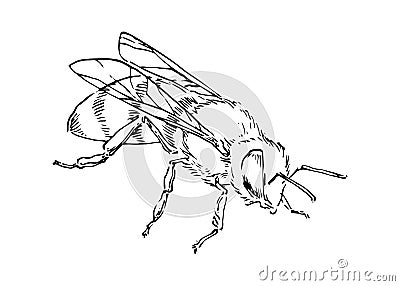 Hand drawn honey bee, doodle insect drawn by ink, animal sketch vector illustration, black isolated on white background Vector Illustration