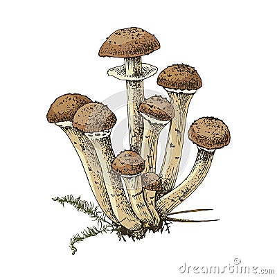 Hand drawn honey fungus Vector Illustration