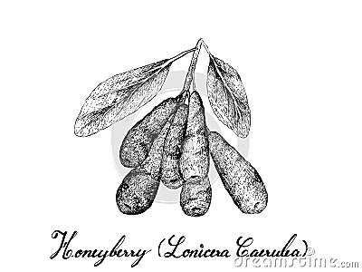 Hand Drawn of Honeyberries on White Background Vector Illustration