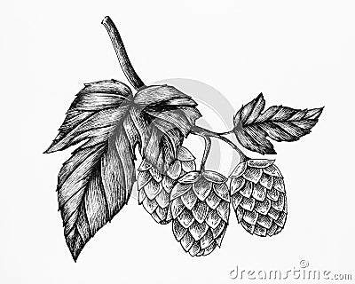 Hand-drawn hops, flavouring and stability agent in beer Stock Photo