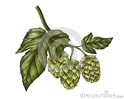 Hand-drawn hops, flavouring and stability agent in beer Stock Photo