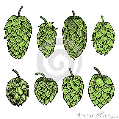 Hand drawn Hops set Vector Illustration