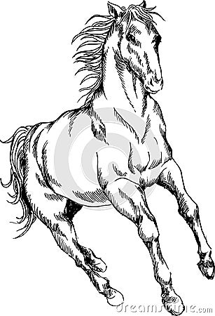 Hand drawn horse Vector Illustration