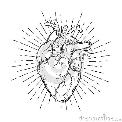Hand drawn human heart with sunburst anatomically correct art. Flash tattoo or print design vector illustration Vector Illustration