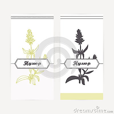 Hand drawn hyssop in outline and silhouette style. Spicy herbs Vector Illustration