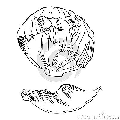 Hand drawn iceberg lettuce. Vector sketch illustration. Vector Illustration