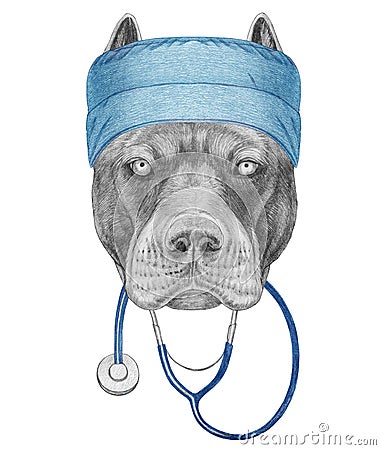 Portrait of Pit Bull with doctor cap and stethoscope. Hand-drawn illustration. Cartoon Illustration