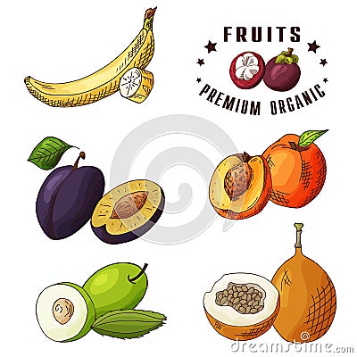 Hand drawn illustration of banana, plum peach, ziziphus, voavanga. Set of fruits. Colorful sketches elements Vector Illustration