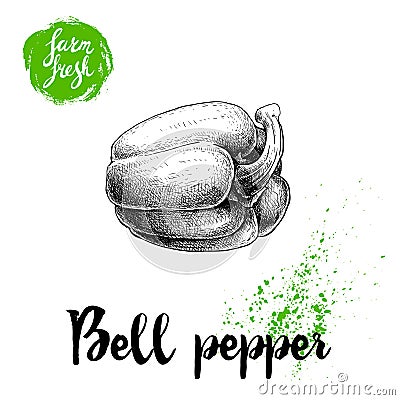 Hand drawn illustration of bell pepper. Sketch style vector capsicum. Health eco food fresh farm drawing Vector Illustration