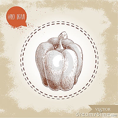 Hand drawn illustration of bell pepper. Sketch style vector capsicum. Vector Illustration