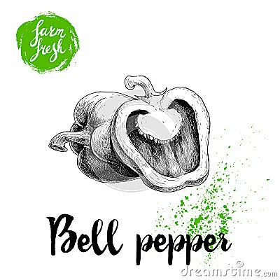 Hand drawn illustration of bell peppers whole and sliced. Sketch style vector capsicums. Health eco food fresh farm drawing Vector Illustration