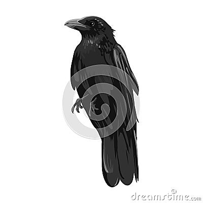 Hand Drawn Illustration of the black Raven bird. High Detailed Vector Art.Black crow cartoon illustration Vector Illustration