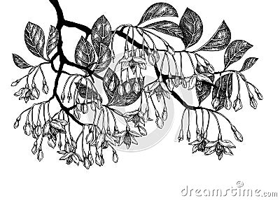 Hand drawn illustration of blooming Styrax isolated on white background. Tropical plant with leaves and flowers in sketch style. Vector Illustration
