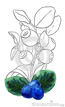 Hand-drawn illustration of blueberry colored and gray. Composition of Blue berries and green leaves of huckleberry with Cartoon Illustration