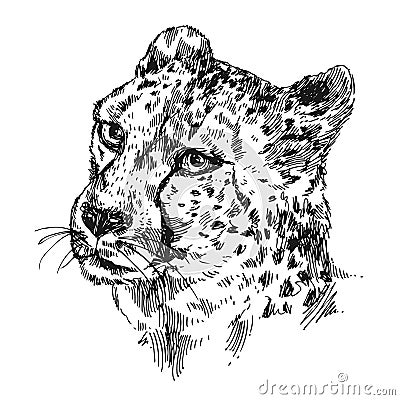 Hand-drawn illustration cheetah Vector Illustration