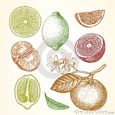 Hand drawn illustration with citrus fruits. Vector Illustration