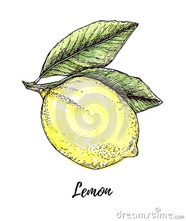 Hand drawn illustration - colorful Lemon. Citrus fruit with leaves. Watercolor Cartoon Illustration