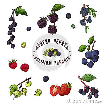 Hand drawn illustration of currant, razz, blueberry, stawberry, gooseberry, blackberry, elderberry, huckleberry Set og Vector Illustration