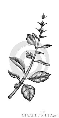 Hand drawn illustration of a Holy Basil stem plant. Pencil graphite drawing. Stock Photo