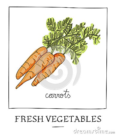 Hand drawn illustration of isolated carrot Vector Illustration