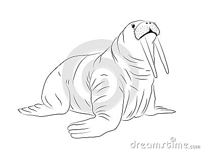 Hand drawn isolated walrus silhouette outline Vector Illustration