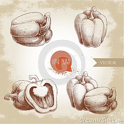 Hand drawn illustration set of bell peppers. Health eco food fresh farm drawing. Vector Illustration
