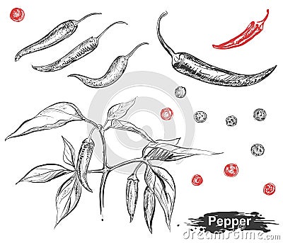 Hand drawn illustration set of chili pepper, capsicum, branch, leaf. sketch. Vector eps 8 Vector Illustration