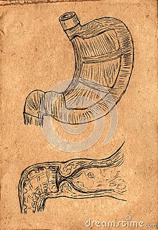 Hand-drawn illustration of stomach and its pyloric part in medieval style Cartoon Illustration