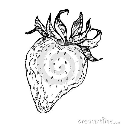 Hand drawn illustration - strawberries Vector Illustration