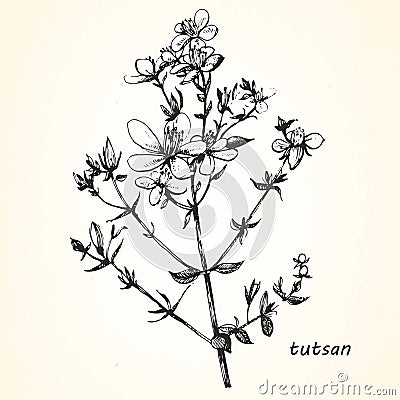 Hand-drawn illustration of Tutsan. Vector Illustration