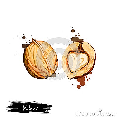 Hand drawn illustration of Walnut or Juglans regia isolated on white background. Organic healthy food. Digital art with paint Cartoon Illustration