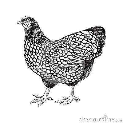 Hand drawn illustration of wyandotte chicken Vector Illustration