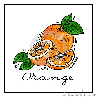 Hand-drawn illustrations. Card with fruit, oranges. Colorful postcard. Vector Illustration