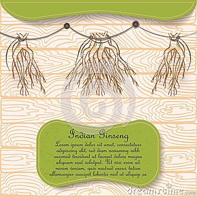 Hand Drawn Indian Ginseng Roots Hung for Drying Vector Illustration