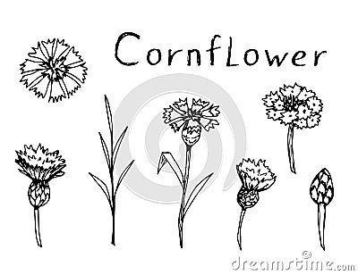 Hand-drawn ink floral vector set. Wildflower cornflower Vector Illustration