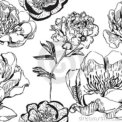 Asian ink peonies monochrome background Stock Photo