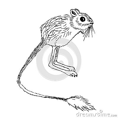 Hand drawn ink monochrome five-toed pygmy jerboa Vector Illustration