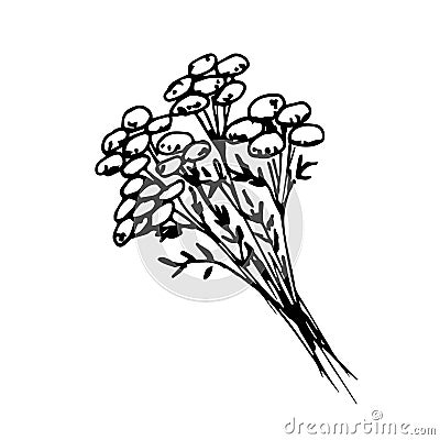 Hand-drawn ink vector drawing. A bunch of tansy twigs, wild flowers, field medicinal plants, poisonous wormwood. Vector Illustration