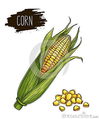 Hand drawn isolated ripe corn cobs and grain with label Vector Illustration