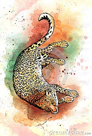 Hand drawn jaguar watercolor drawing Stock Photo