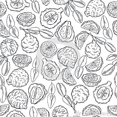 Hand drawn kaffir lime bergamot. Vector pattern Vector Illustration