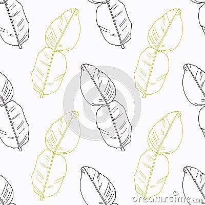 Hand drawn kaffir lime branch flowers Vector Illustration