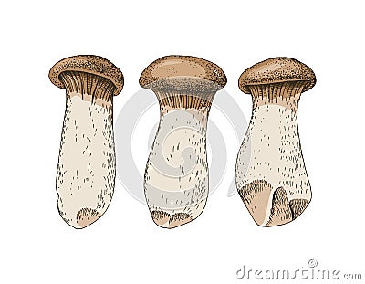 Hand drawn King Oyster mushrooms Vector Illustration