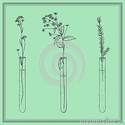Hand drawn lavender plants, Flowers in vitro, vial, in frame Vector Illustration